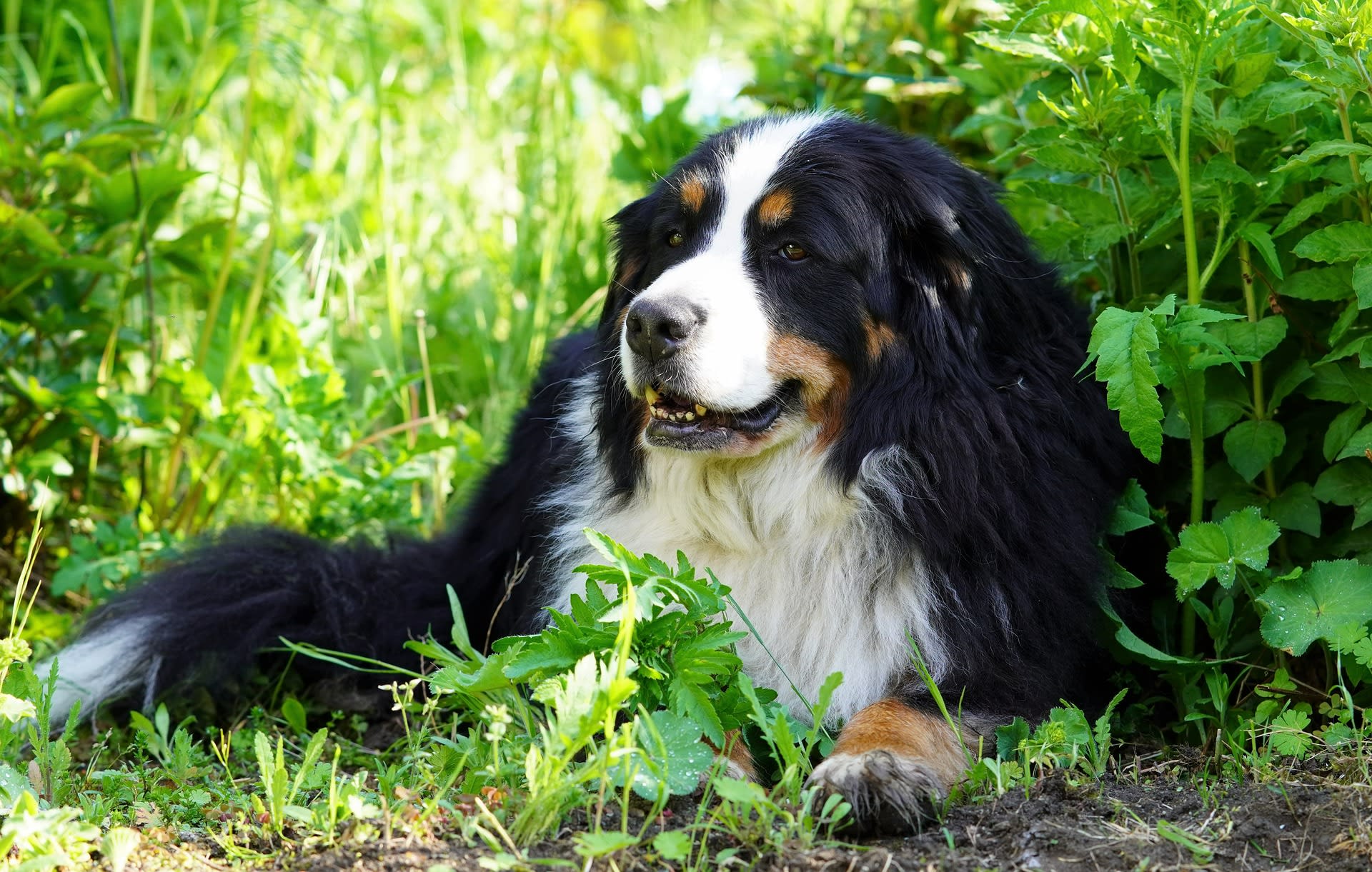 Bernese mountain dog adult weight clearance